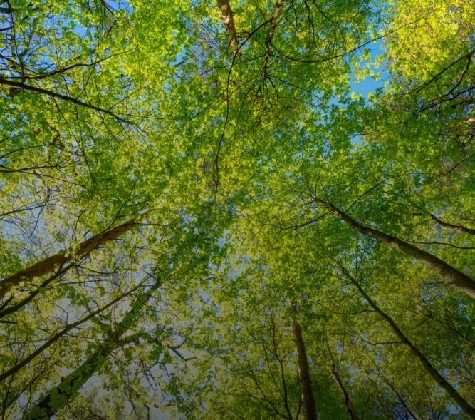 La durabilité environnementale